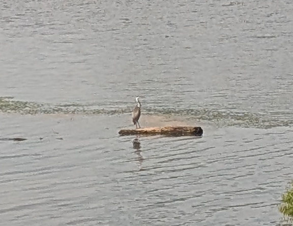 An aquatic bird on a rock.