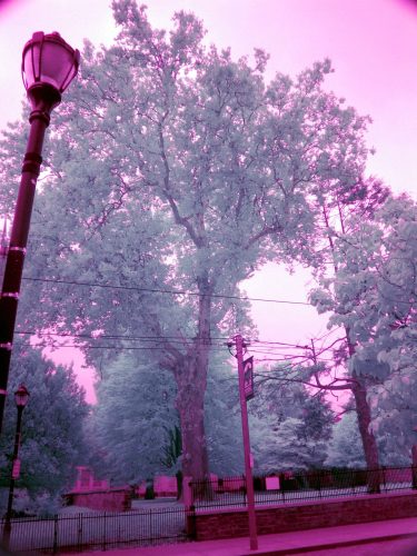 50 TallTrees