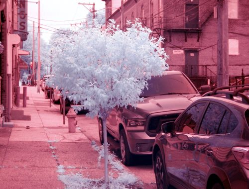 62 CrabappleTree