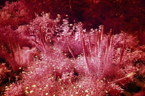 004-FlowerBeds
