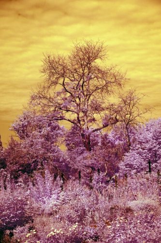 006-DeadTree