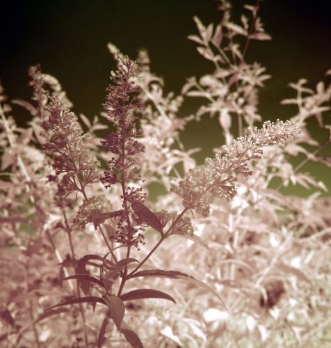 025-FrondDetail
