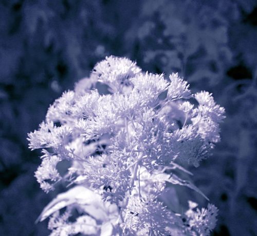 040-CloseUp