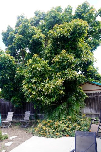 Avocado Tree.