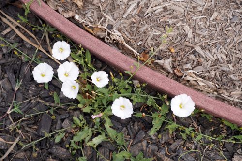 California flowers.