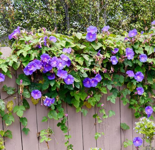 California flowers.