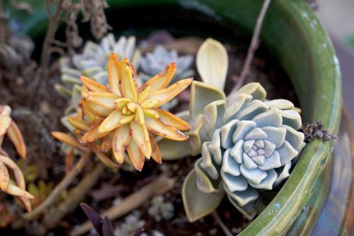 Succulents.
