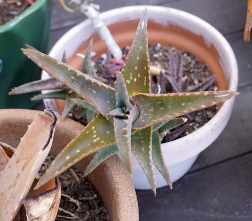 Succulents.