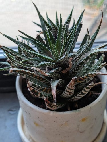 Succulents.