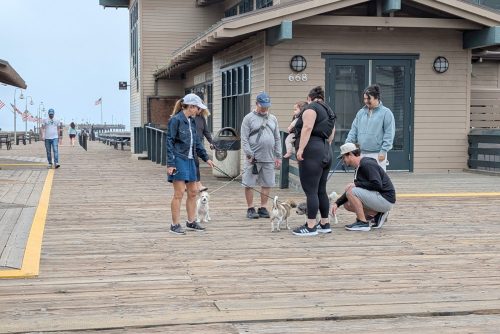 A Colloquy of Dogs on the pier.